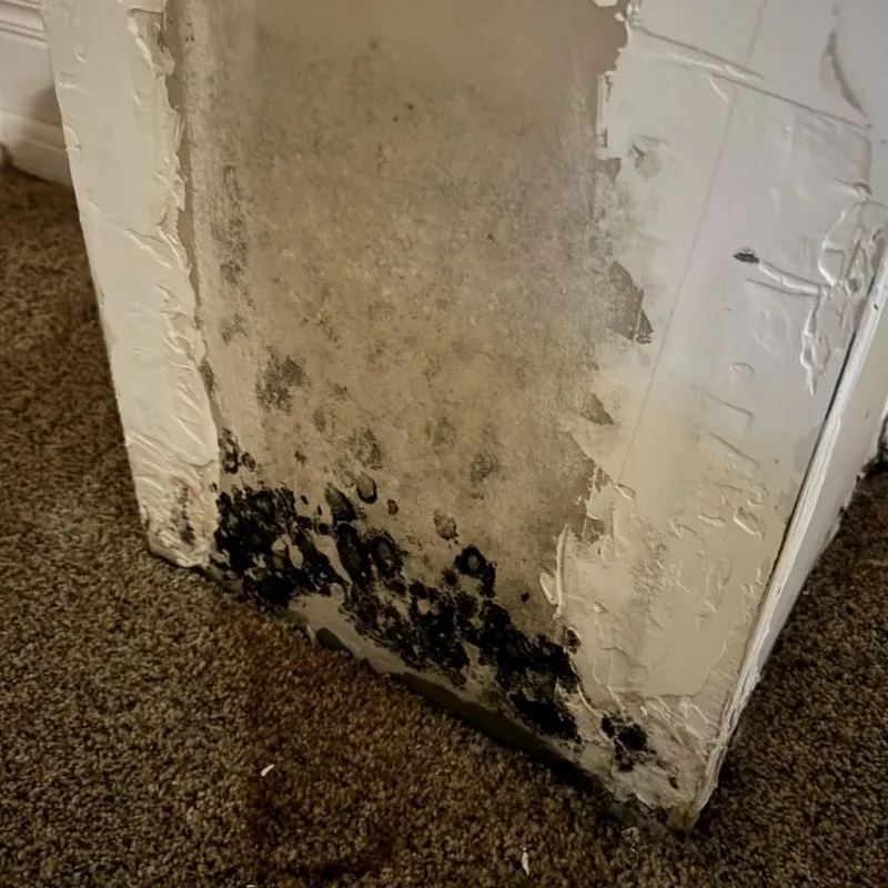 Professional Mold Removal in Canandaigua, NY